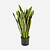 FloraWorks Kunstplant Sanseveria groengeel (80 cm)