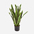FloraWorks Kunstplant Sanseveria groengeel (93 cm)
