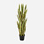 FloraWorks Kunstplant Sanseveria groengeel (150 cm)