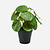FloraWorks Kunstplant Pilea (22 cm)