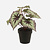 FloraWorks Kunstplant Begonia groenzwart (25 cm)
