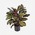 FloraWorks Kunstplant Calathea groenrood (80 cm)