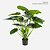 FloraWorks Kunstplant Alocasia Calidora (75 cm)