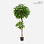 FloraWorks Kunstplant Pachira (150 cm)