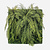 FloraWorks Living Wall met varens (100 x 100 cm)