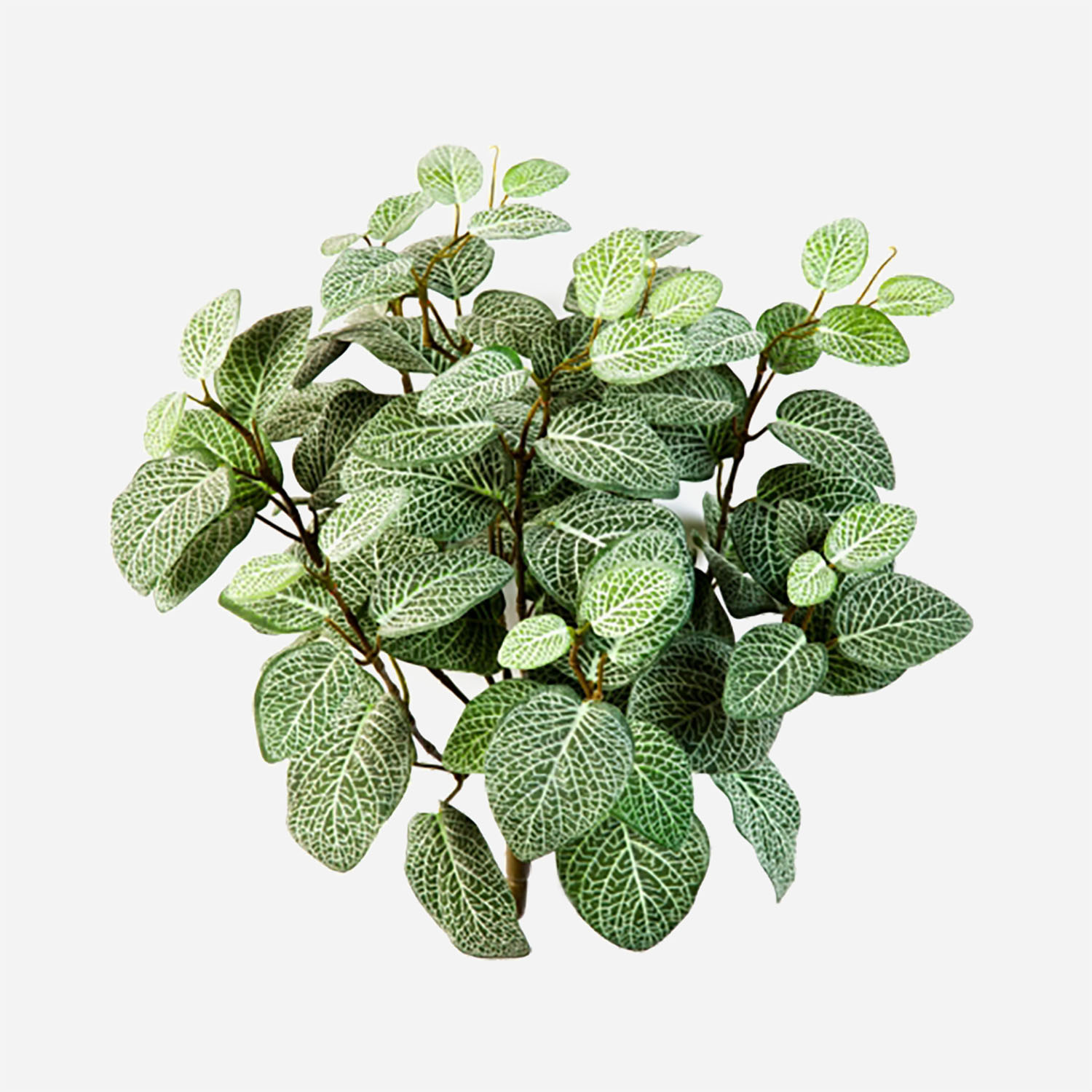 FloraWorks Kunstplant steker Fittonia groenwit (30 cm)