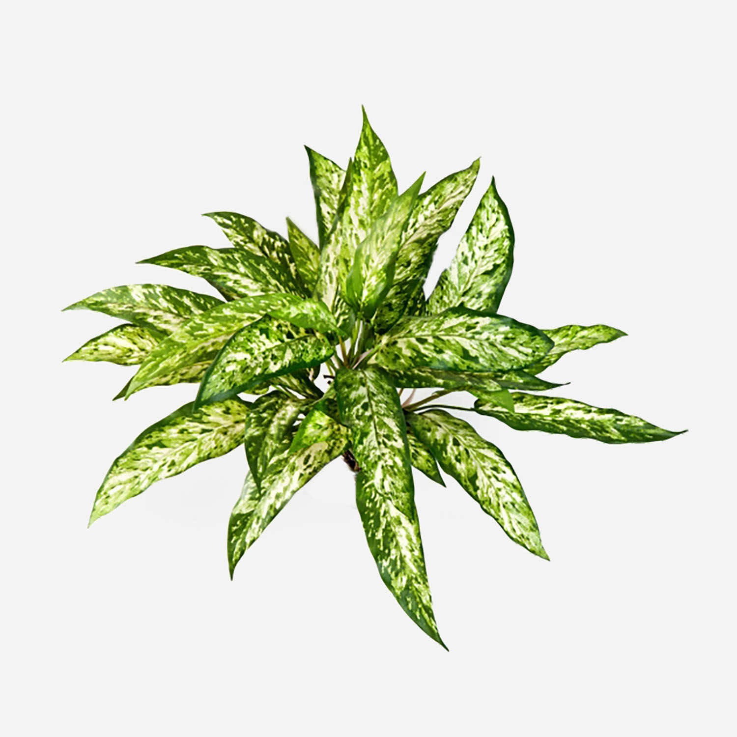 FloraWorks Kunstplant steker Aglaonema (48 cm)