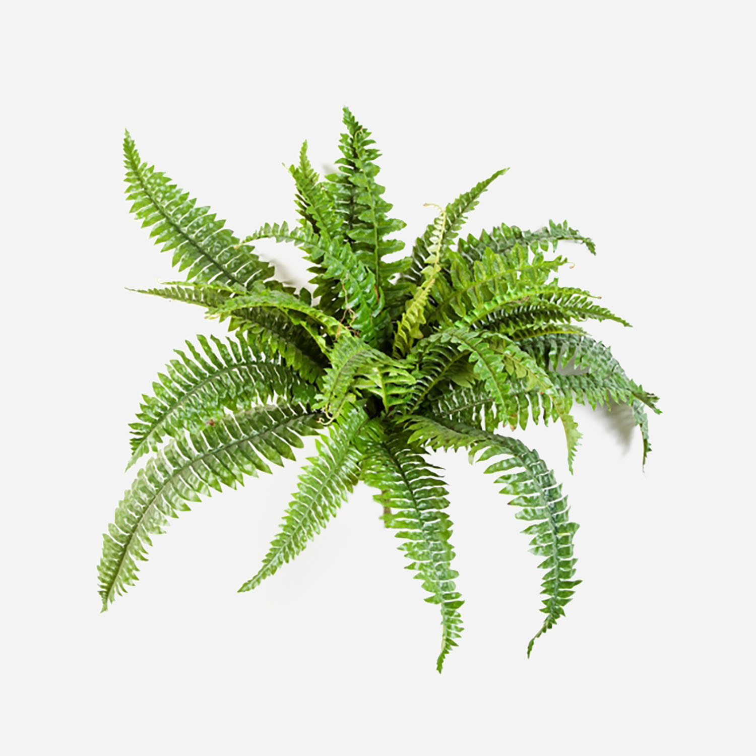 FloraWorks Kunstplant steker Boston Varen (50 cm)