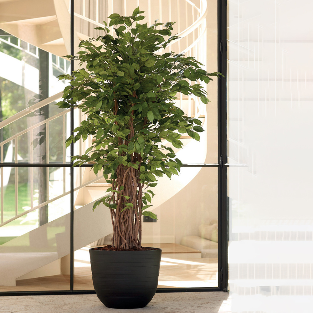 Ficus kunstplanten