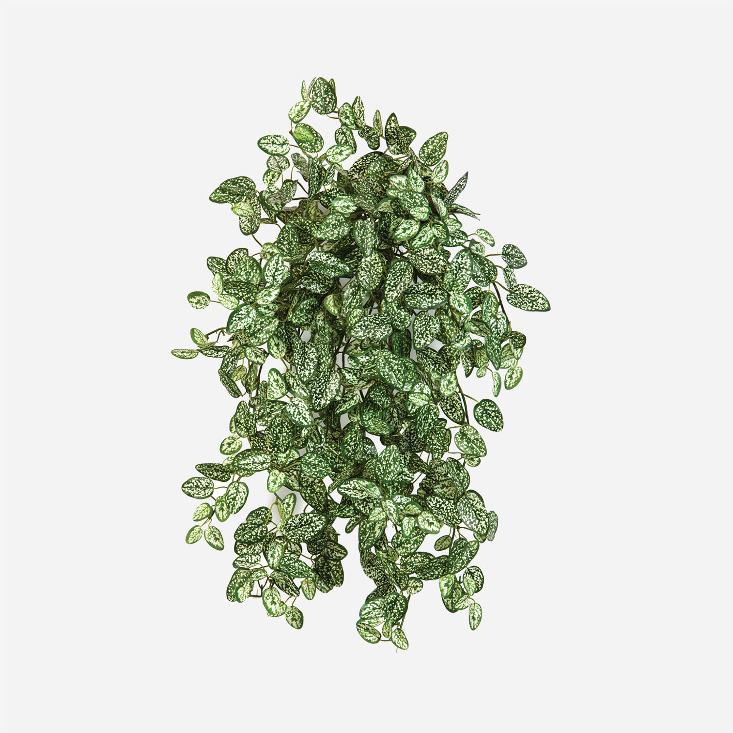 FloraWorks Kunstplant hangend Hypoestes groenwit (50 cm)