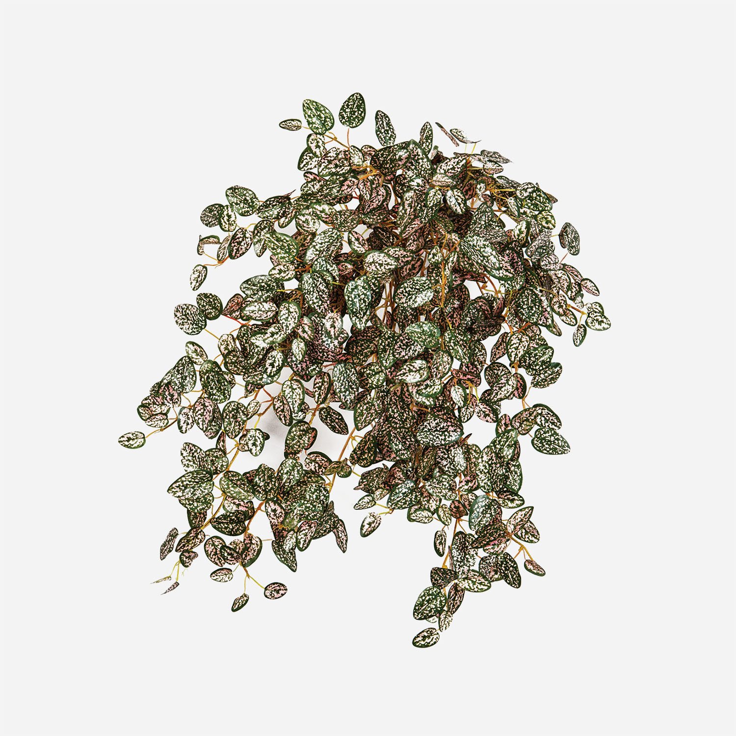 FloraWorks Kunstplant hangend Hypoestes groenroze (50 cm)