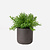 FloraWorks Kunstplant Rozemarijn in pot Charlie antraciet (22 cm)