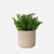 FloraWorks Kunstplant Rozemarijn in pot Charlie lichtgrijs (22 cm)