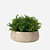FloraWorks Kunstplant Rozemarijn in pot Eileen lichtgrijs (22 cm)