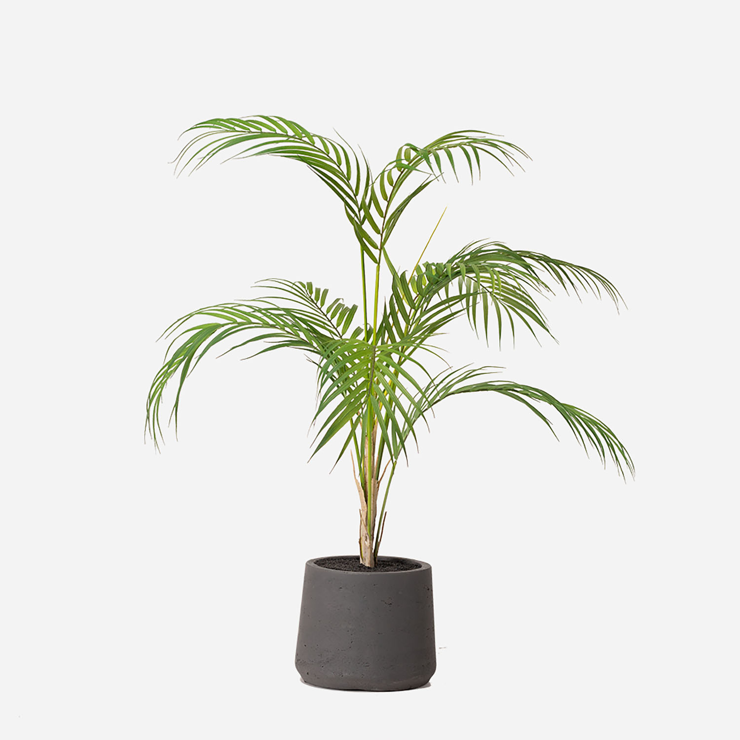 FloraWorks Kunstplant Chamaedorea Palm in pot Patt antraciet (85 cm)