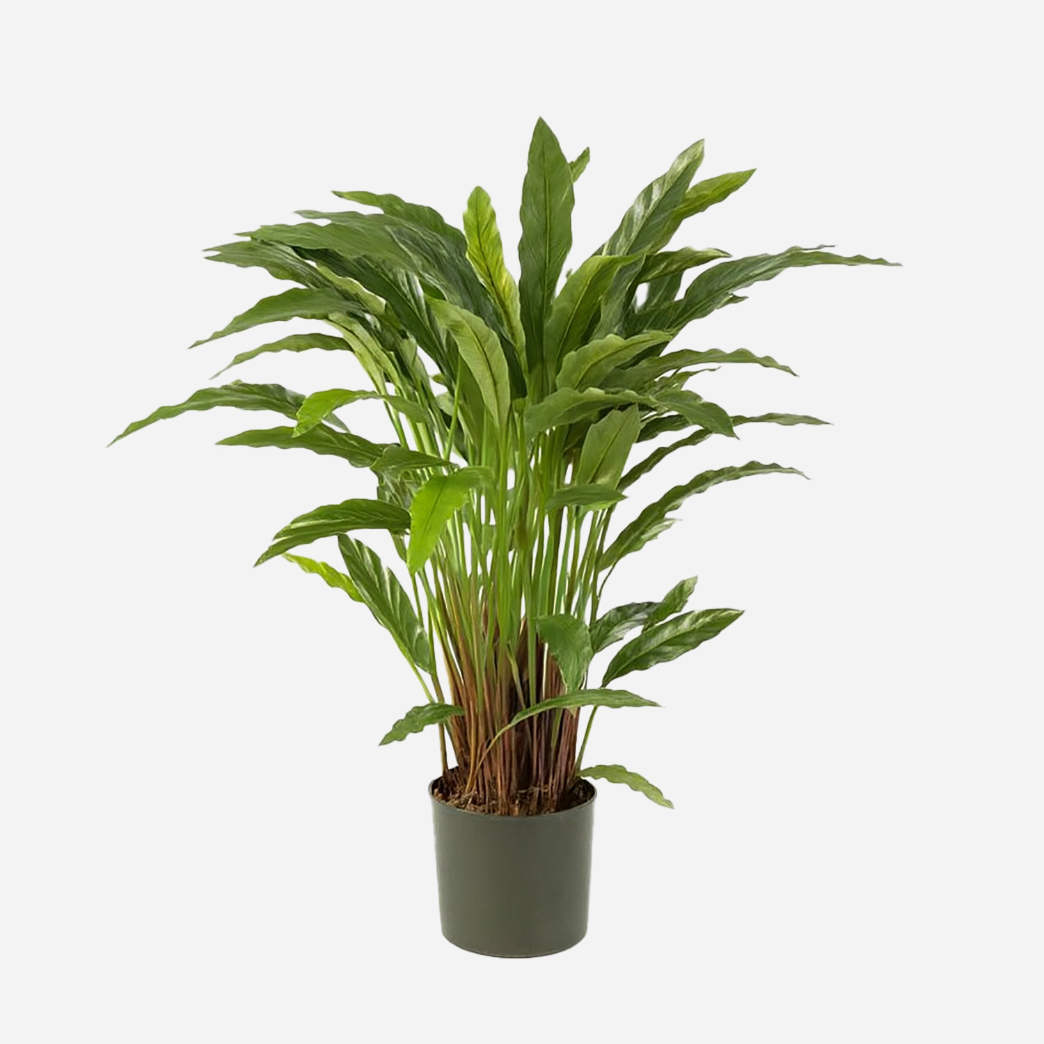 FloraWorks Kunstplant Calathea (84 cm)