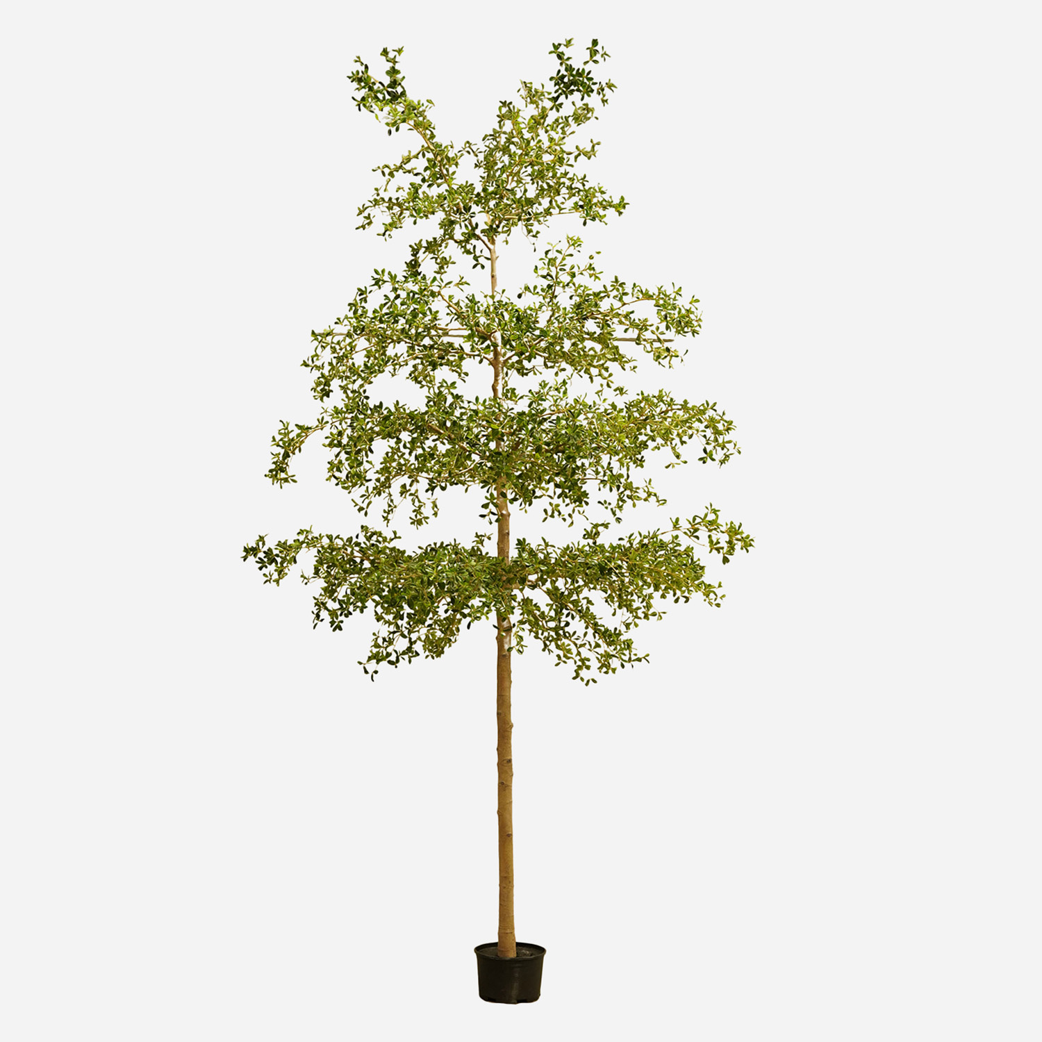 FloraWorks Kunstplant Bucida (390 cm)