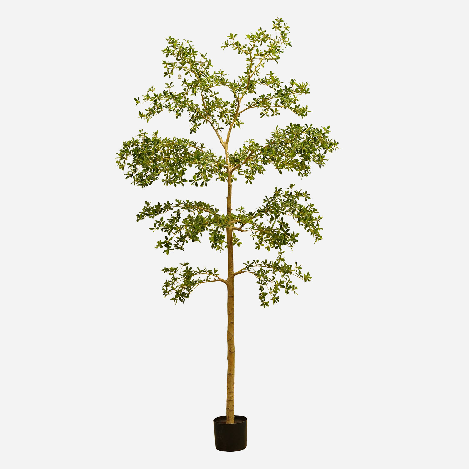 FloraWorks Kunstplant Bucida (290 cm)