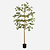 FloraWorks Kunstplant Bucida (210 cm)