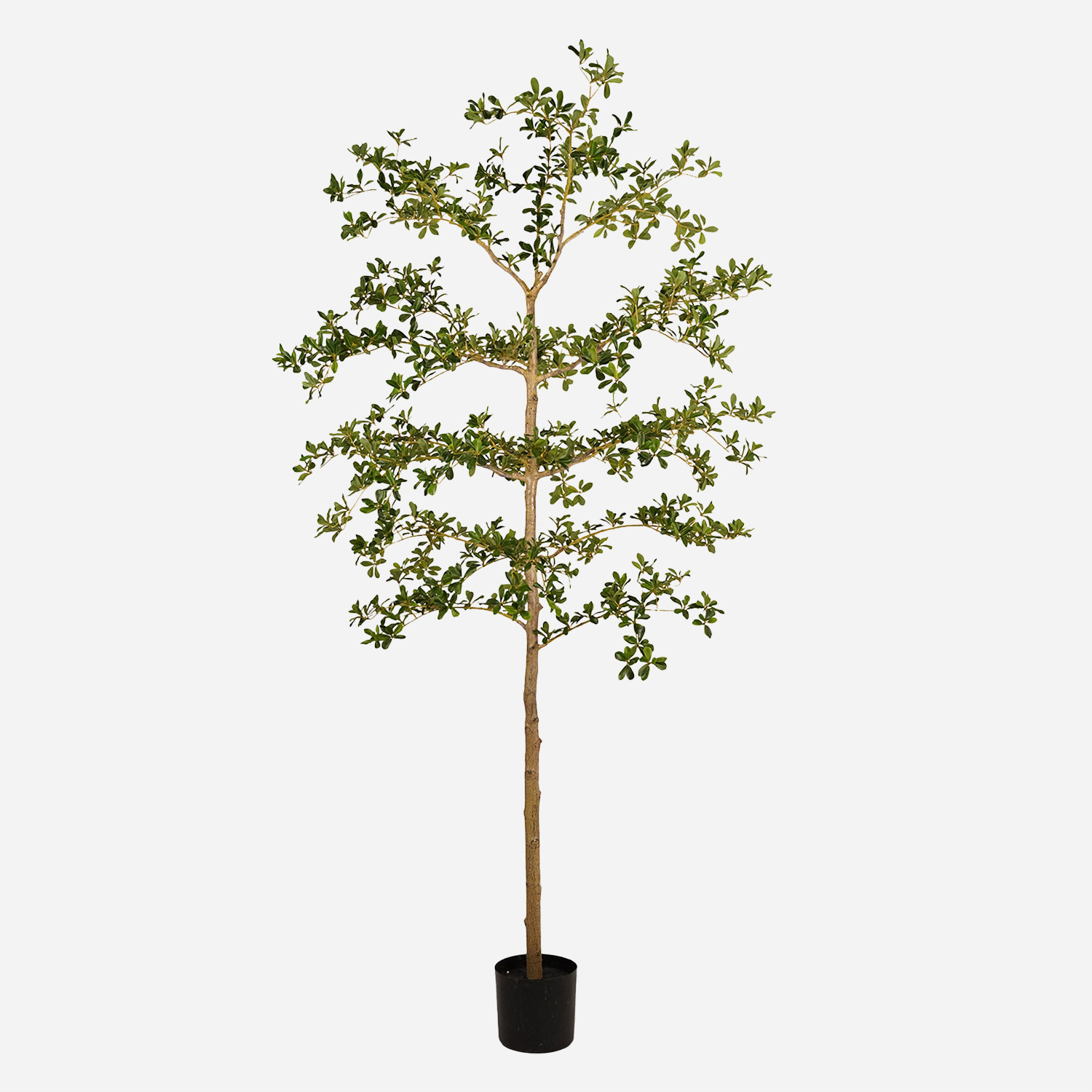 FloraWorks Kunstplant Bucida (210 cm)