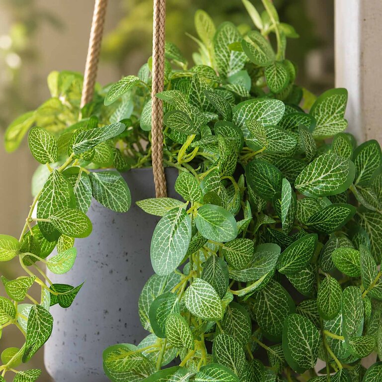Kunstplant hangend Fittonia met groene bladeren is een hangplant met een natuurgetrouwe uitstraling en een lengte van 95 cm.