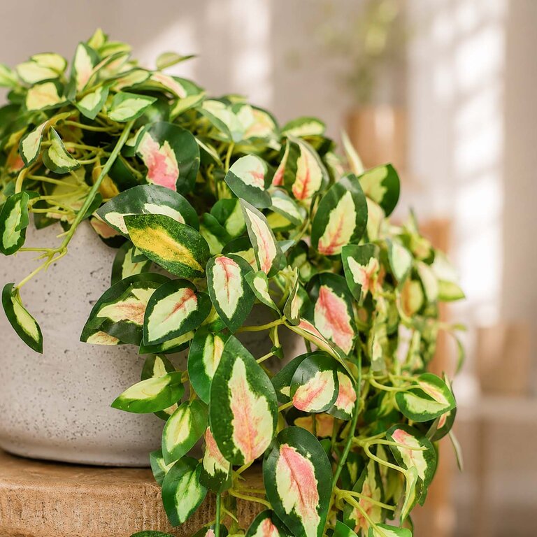 Kunstplant hangend Hoya met groengele bladeren is een hangplant met een natuurgetrouwe uitstraling en een lengte van 50 cm.
