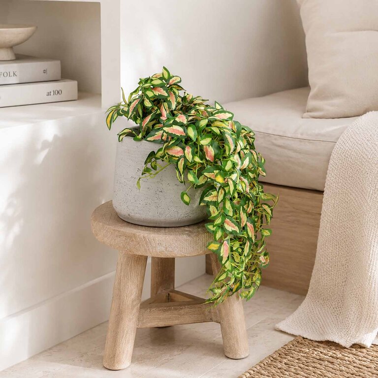 Kunstplant hangend Hoya met groengele bladeren is een hangplant met een natuurgetrouwe uitstraling en een lengte van 50 cm.