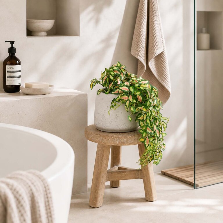 Kunstplant hangend Hoya met groengele bladeren is een hangplant met een natuurgetrouwe uitstraling en een lengte van 50 cm.