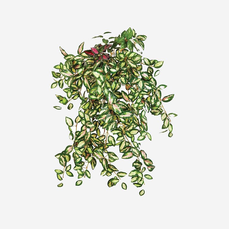 Kunstplant hangend Hoya met groengele bladeren is een hangplant met een natuurgetrouwe uitstraling en een lengte van 50 cm.