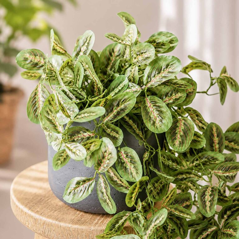 Kunstplant hangend Maranta met groenroze bladeren is een hangplant met een natuurgetrouwe uitstraling en een lengte van 70 cm.