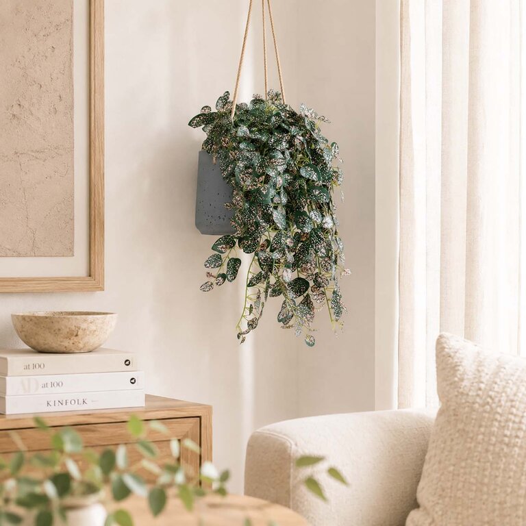 Kunstplant hangend Hypoestes met groenroze bladeren is een hangplant met een natuurgetrouwe uitstraling en een lengte van 50 cm.