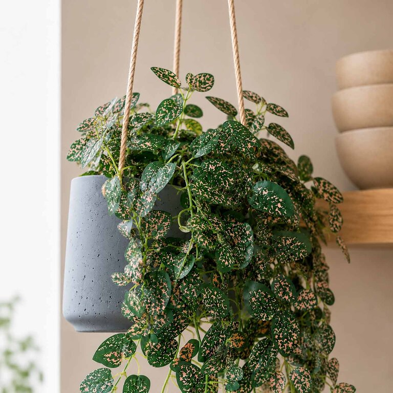 Kunstplant hangend Hypoestes met groenroze bladeren is een hangplant met een natuurgetrouwe uitstraling en een lengte van 50 cm.