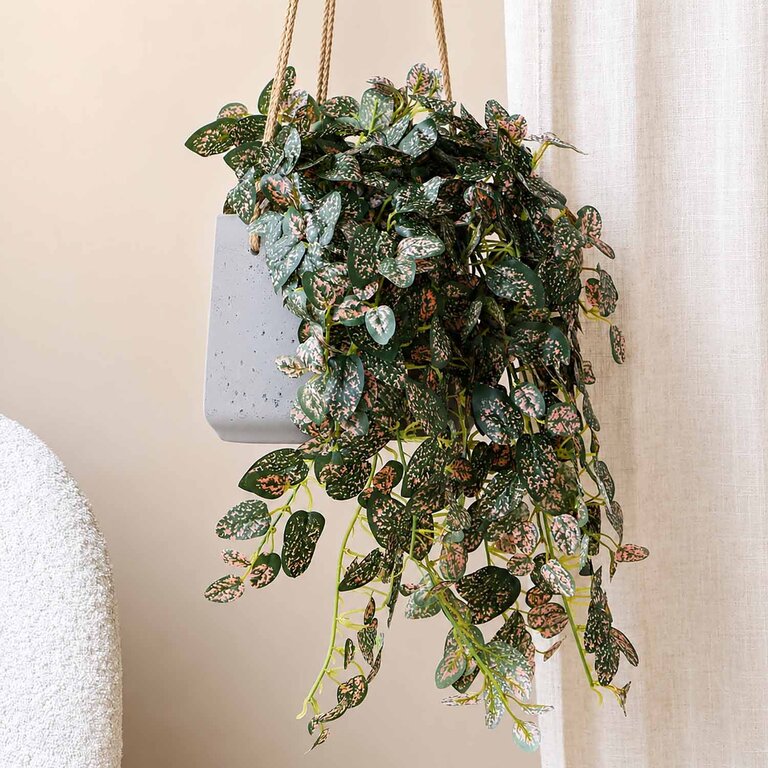 Kunstplant hangend Hypoestes met groenroze bladeren is een hangplant met een natuurgetrouwe uitstraling en een lengte van 50 cm.