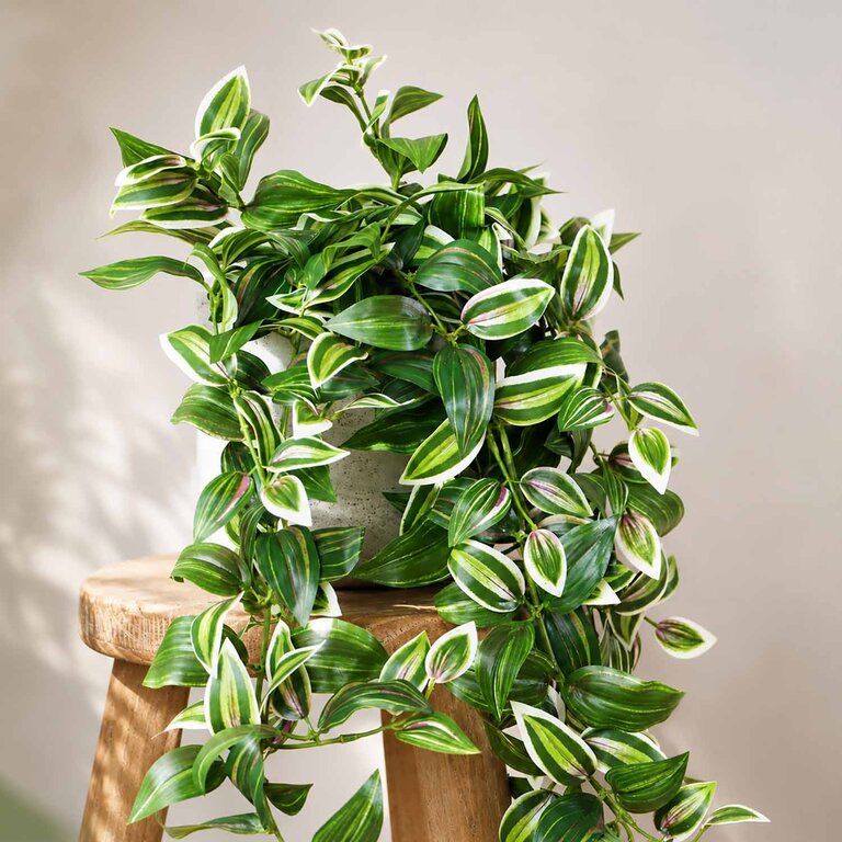 Kunstplant hangend Tradescantia met groenroze bladeren is een hangplant met een natuurgetrouwe uitstraling en een lengte van 70 cm.