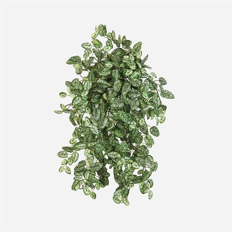 Kunstplant hangend Hypoestes met groenwitte bladeren is een hangplant met een natuurgetrouwe uitstraling en een lengte van 50 cm.