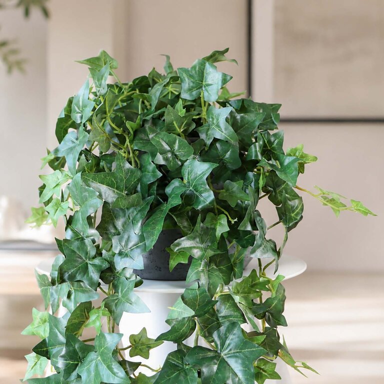 Kunstplant hangend Klimop met groene bladeren is een hangplant met een natuurgetrouwe uitstraling en een lengte van 70 cm.