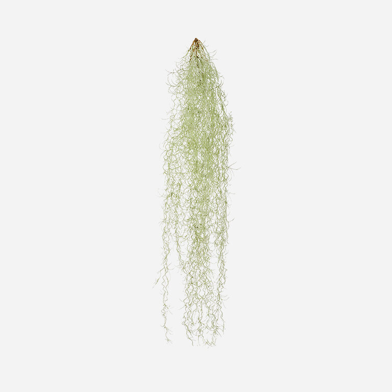 Kunstplant hangend Tillandsia met groengrijze bladeren is een hangplant met een natuurgetrouwe uitstraling en een lengte van 95 cm.