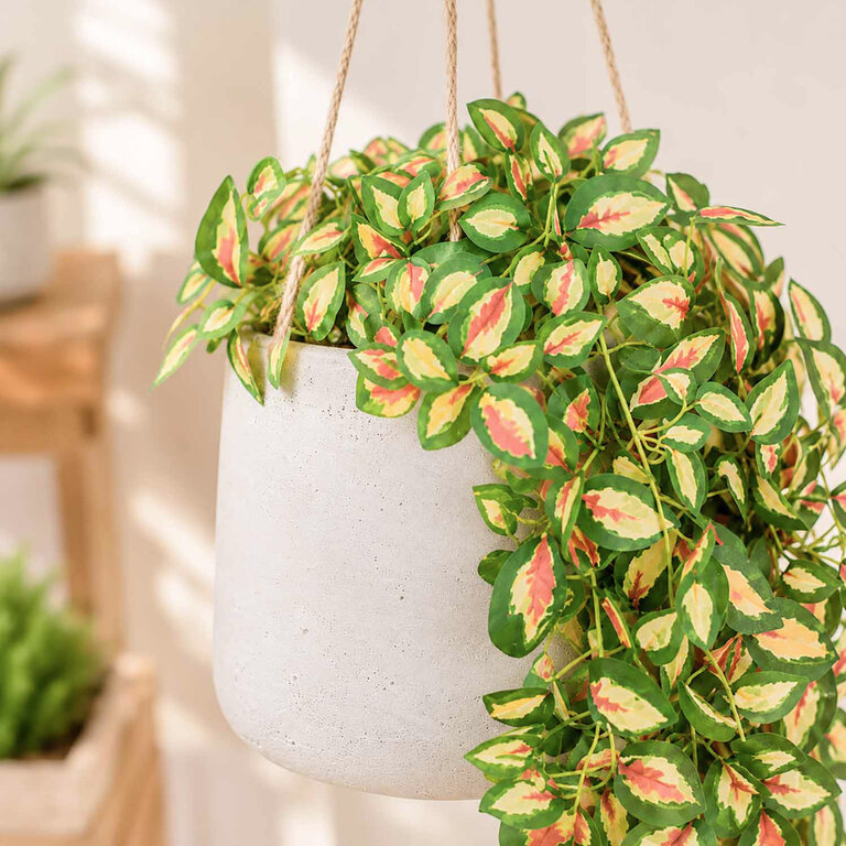 Kunstplant hangend Hoya met groengele bladeren is een hangplant met een natuurgetrouwe uitstraling en een lengte van 95 cm.