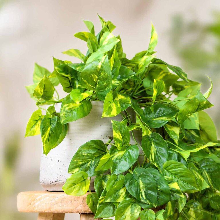 Kunstplant hangend Pothos met groene bladeren is een hangplant met een natuurgetrouwe uitstraling en een lengte van 85 cm.