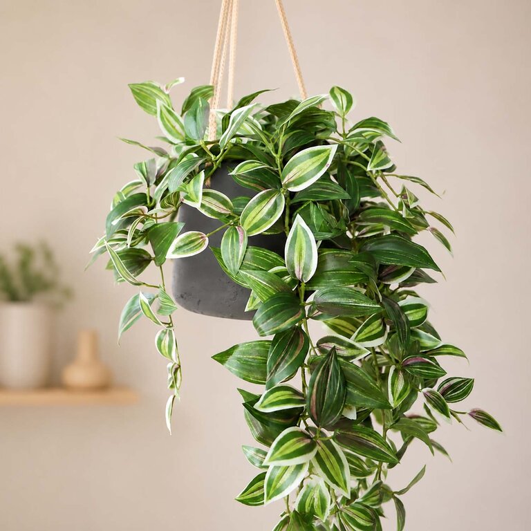 Kunstplant hangend Tradescantia met groenroze bladeren is een hangplant met een natuurgetrouwe uitstraling en een lengte van 95 cm.