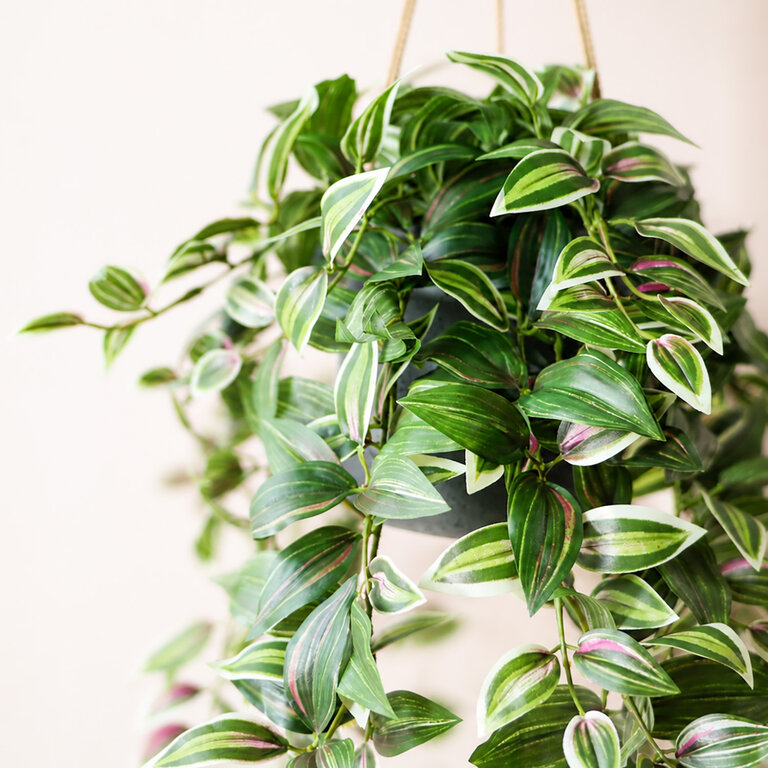 Kunstplant hangend Tradescantia met groenroze bladeren is een hangplant met een natuurgetrouwe uitstraling en een lengte van 95 cm.