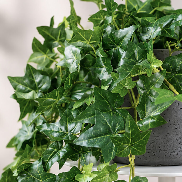 Kunstplant hangend Klimop met groene bladeren is een hangplant met een natuurgetrouwe uitstraling en een lengte van 90 cm.