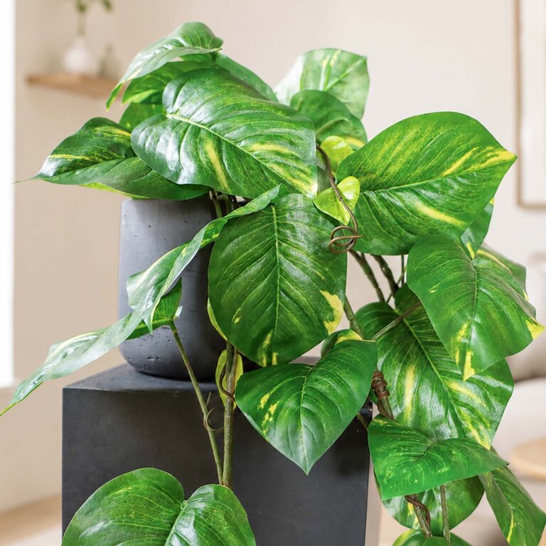 Kunstplant hangend Scindapsus met groene bladeren is een hangplant met een natuurgetrouwe uitstraling en een lengte van 135 cm.