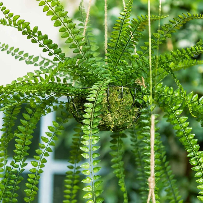 Kunstplant hangend Varen met groene bladeren is een hangplant op ijzeren standaard met een natuurgetrouwe uitstraling en een lengte van 95 cm.