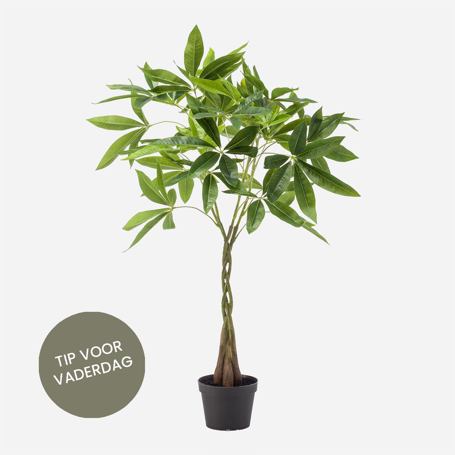 FloraWorks Kunstplant Pachira (90 cm)