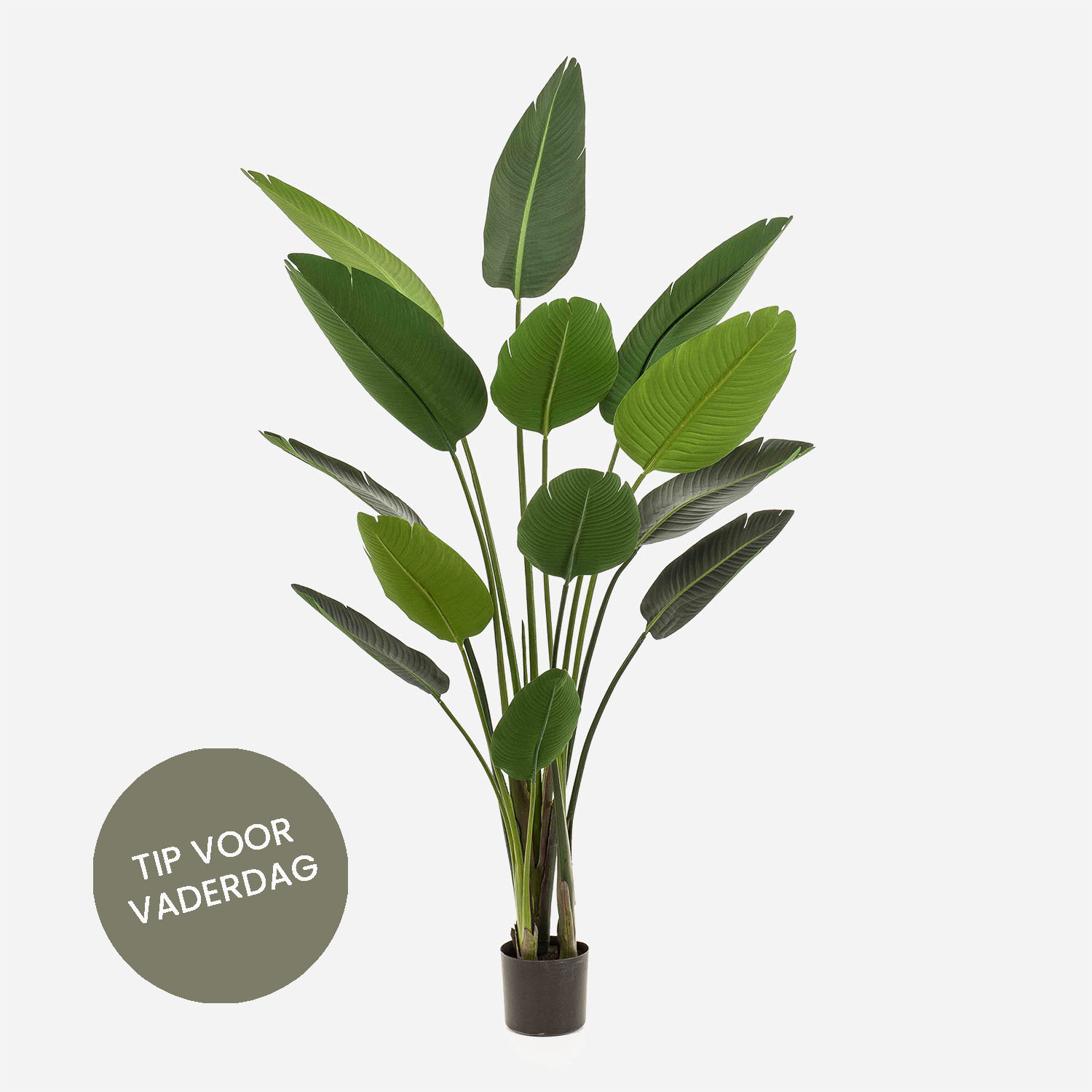 FloraWorks Kunstplant Strelitzia (190 cm)