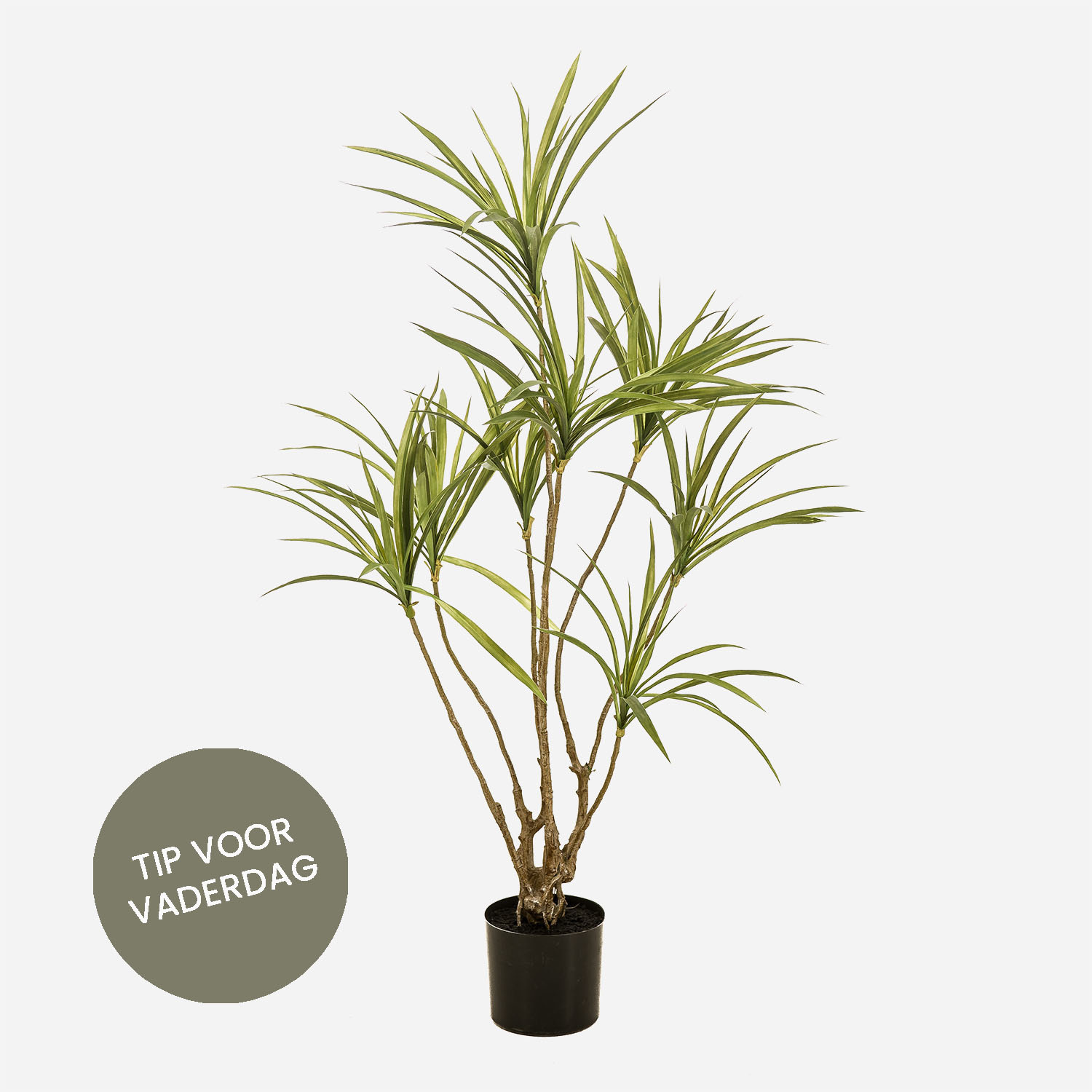 FloraWorks Kunstplant Dracaena (120 cm)