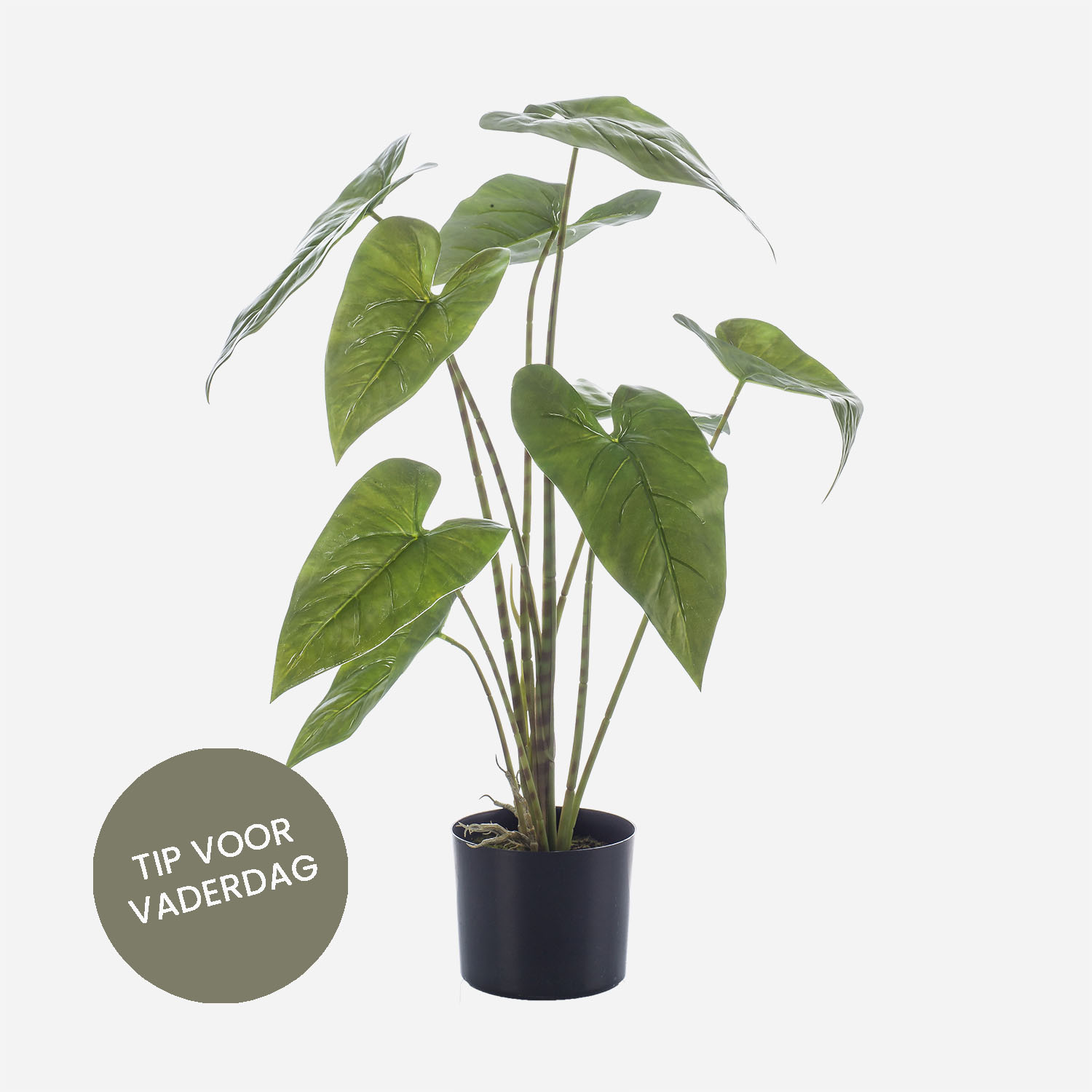 FloraWorks Kunstplant Alocasia Zebrina (75 cm)