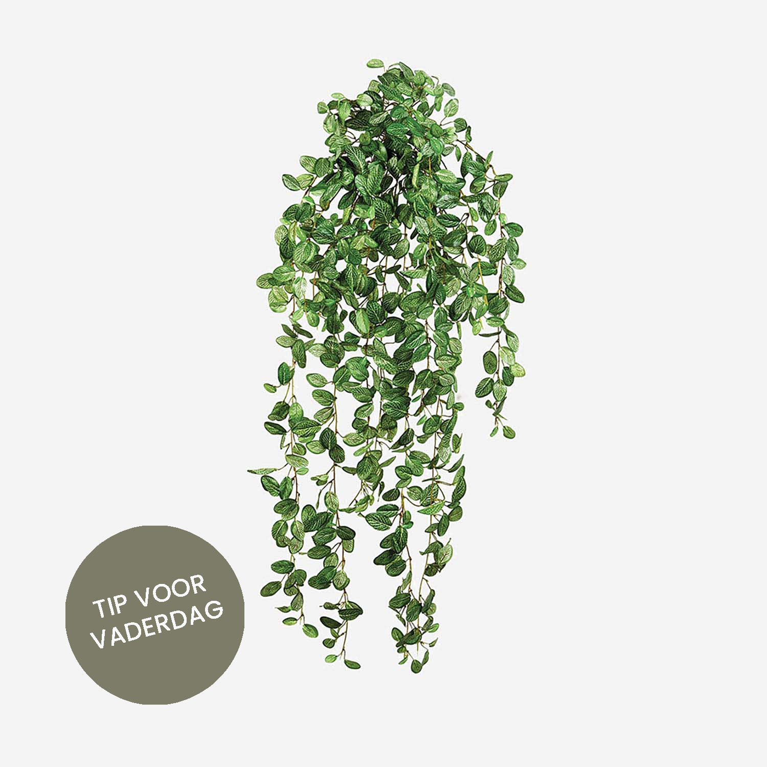 FloraWorks Kunstplant hangend Fittonia (95 cm)