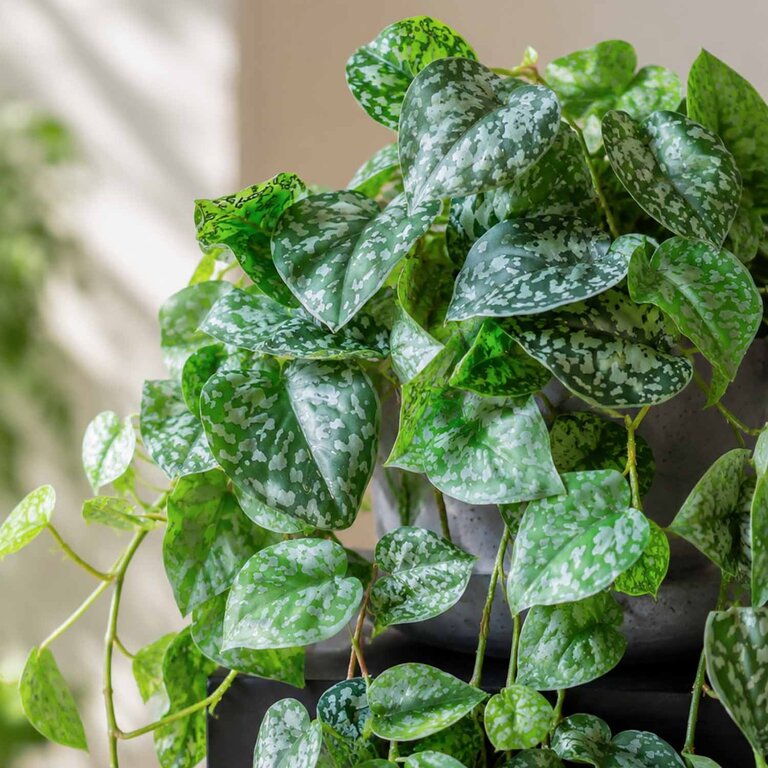 Kunstplant hangend Scindapsus met groene bladeren is een hangplant met een natuurgetrouwe uitstraling en een lengte van 180 cm.